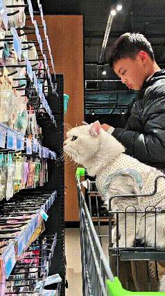 注意看！今天逛超市，又碰到上次抱猫的小哥了。猫咪搂着他脖子，亲得跟个小娃似的。小