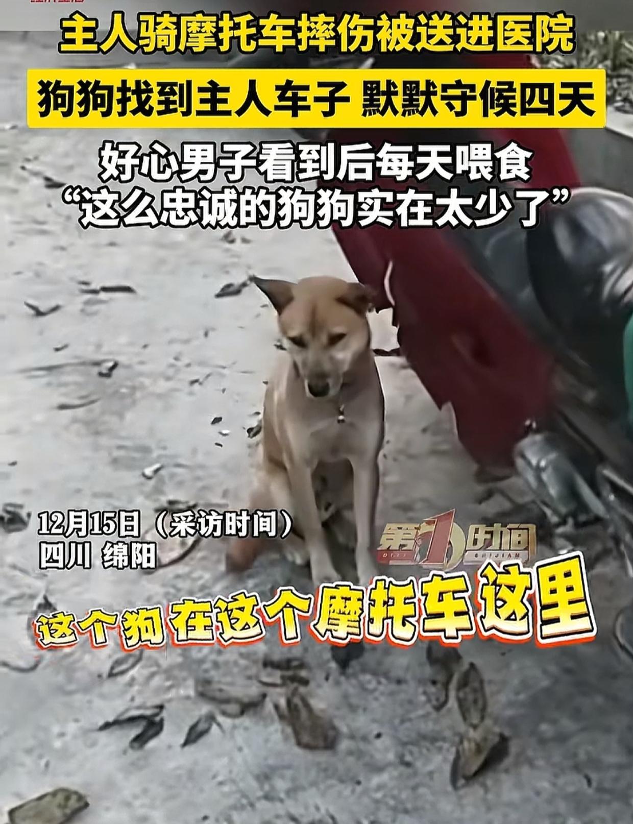 四川，狗主人骑摩托摔伤住院，狗狗从山上下来找不到主人，一脸忧愁，守在摩托车旁4天