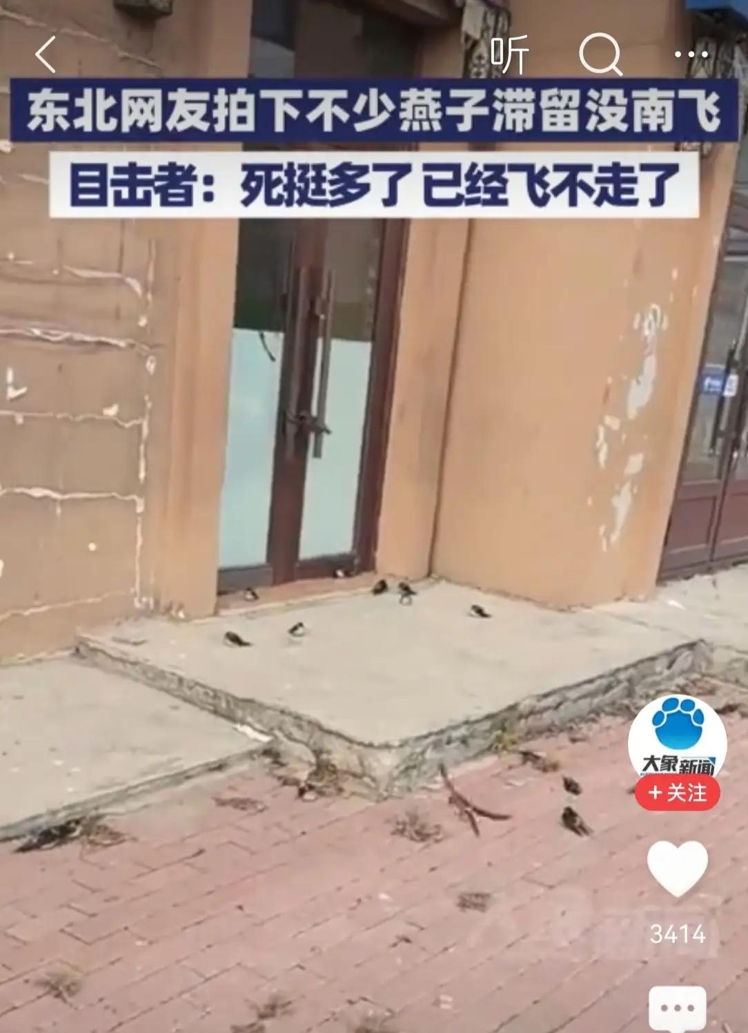 看新闻说东北很多燕子没有往南飞，以至于死了很多却依然滞留在东北，这种现象说明大自