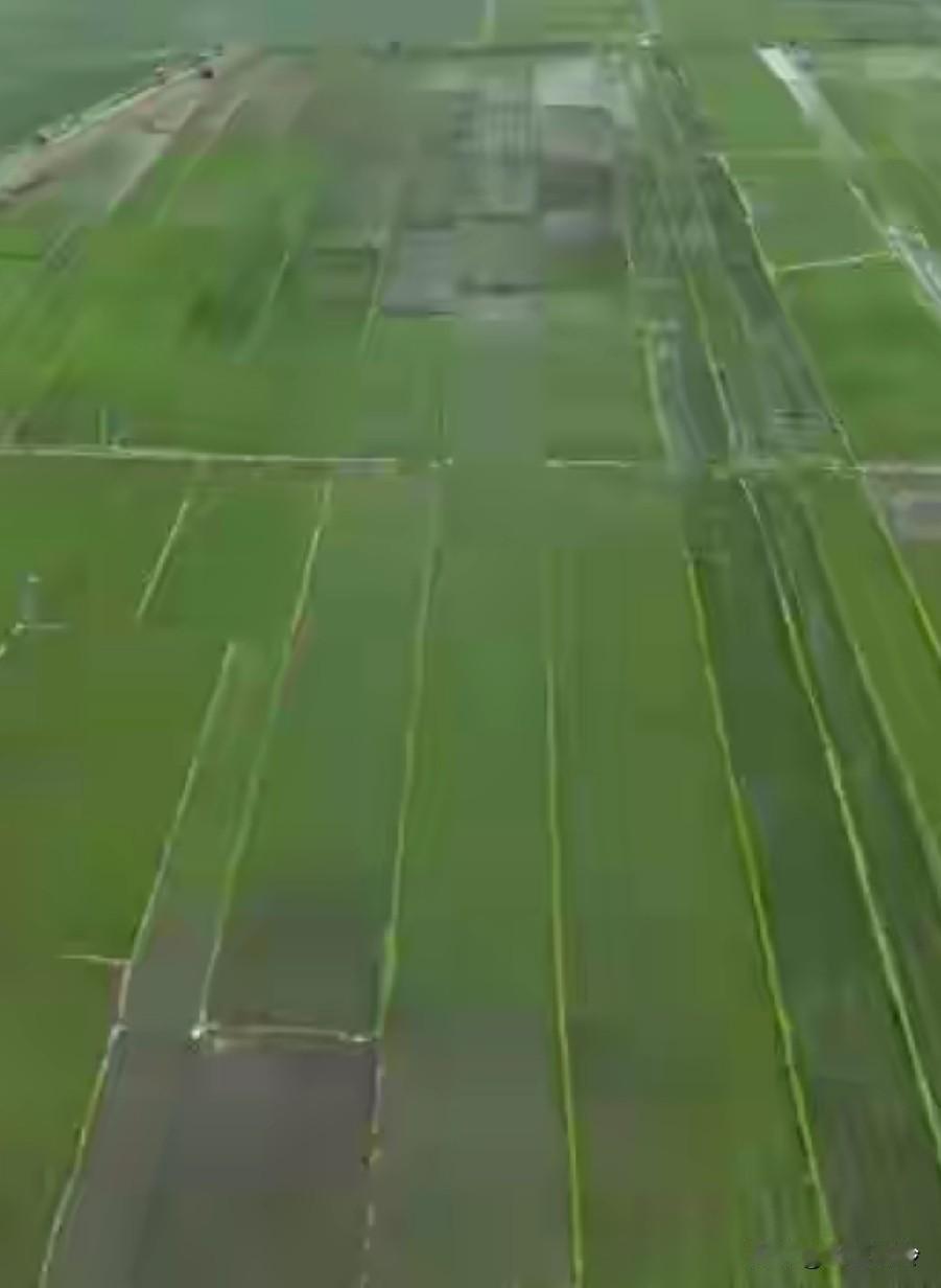 太恶劣了！黑龙江一村大面积水稻疑被投毒，找出投毒的罚它牢底坐穿，这属于敌特分子
