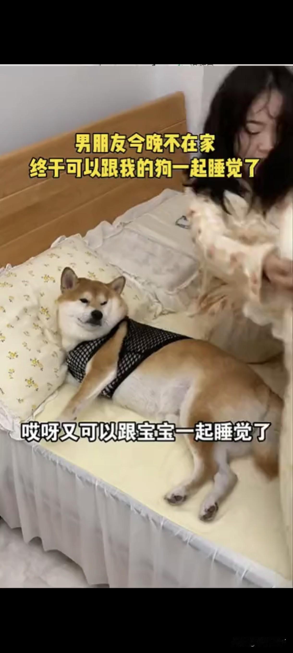 把狗狗当“宝宝”同床睡，是宠溺还是过度？？！“男朋友今晚不在家，终于能跟我的狗