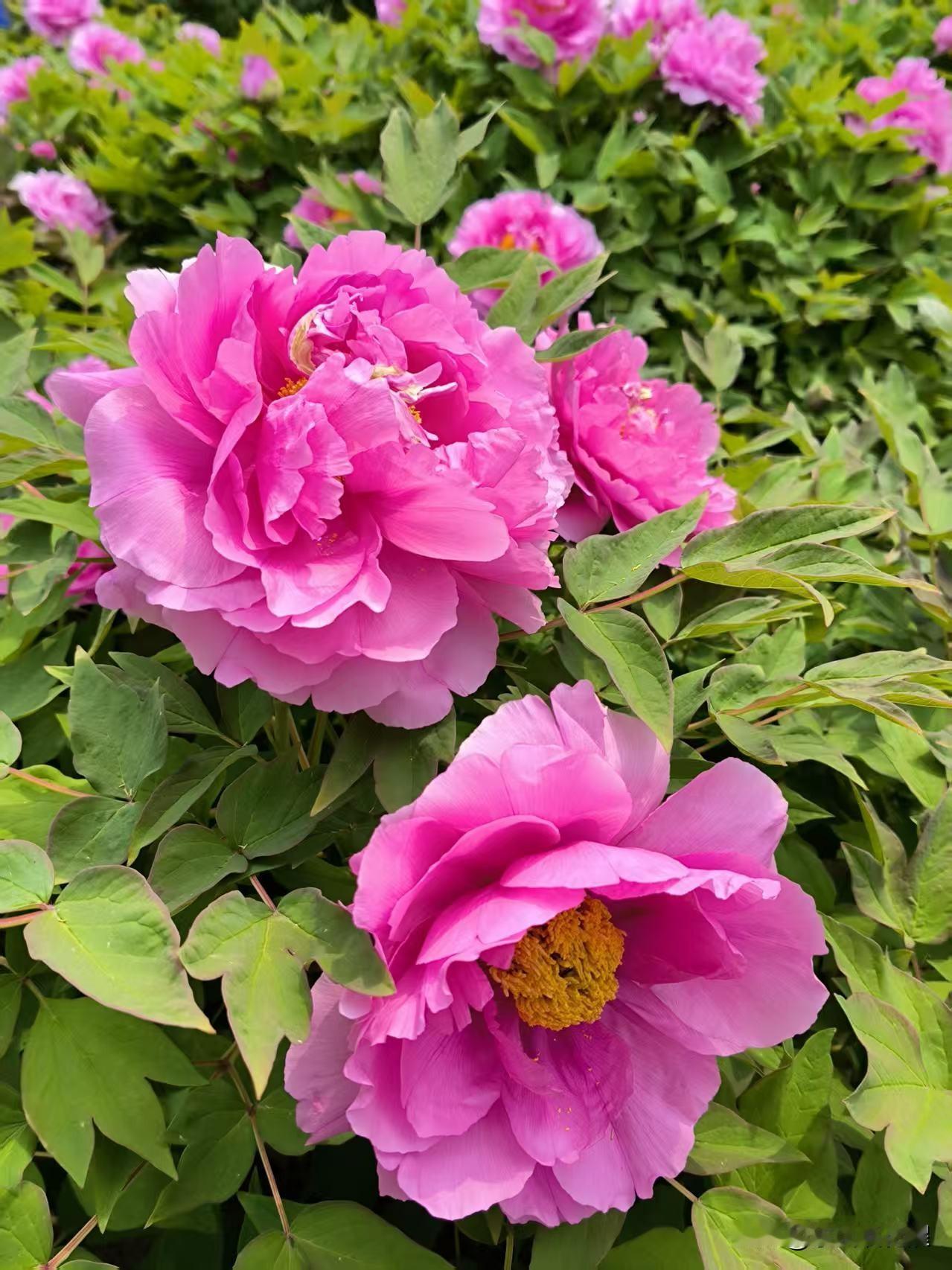唯有牡丹真国色，花开满园动津城。暮春时节，河东海河岸旁的河滨公园里的牡丹如期