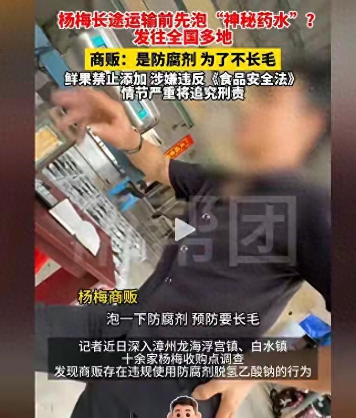 工人亲手泡药水，转身叮嘱记者：“这杨梅我们自己都不敢吃”福建漳州，七百年的杨梅