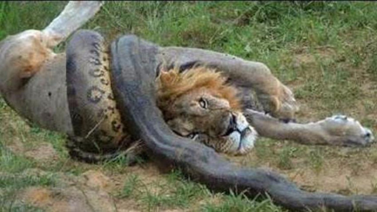 美洲豹捕杀蟒蛇用的绝招,狮子和老虎永远也学不会!