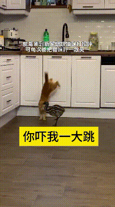 看这视频我翻来覆去看了好几遍，越看越觉得好笑。头一遍看的时候，猫突然蹦起来，给我