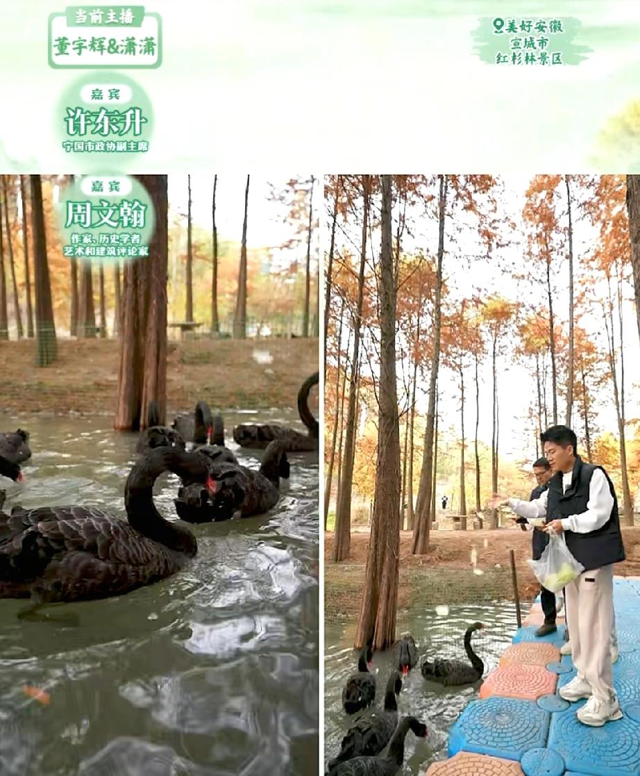 红杉林景区，美得让人惊艳！但是董宇辉却说，他是奔着景色来的，但是被感染的反而是人