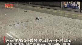 南京S3号线吴侯街站，一黄鼠狼顺着地下管网，从地漏里面钻出来，大摇大摆进到候车区