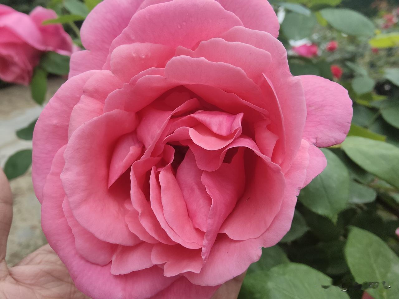 晒图笔记大赛谷雨刚过，百花凋零，月季却进入了盛花期，硕大的花朵，含苞待放，颜色鲜