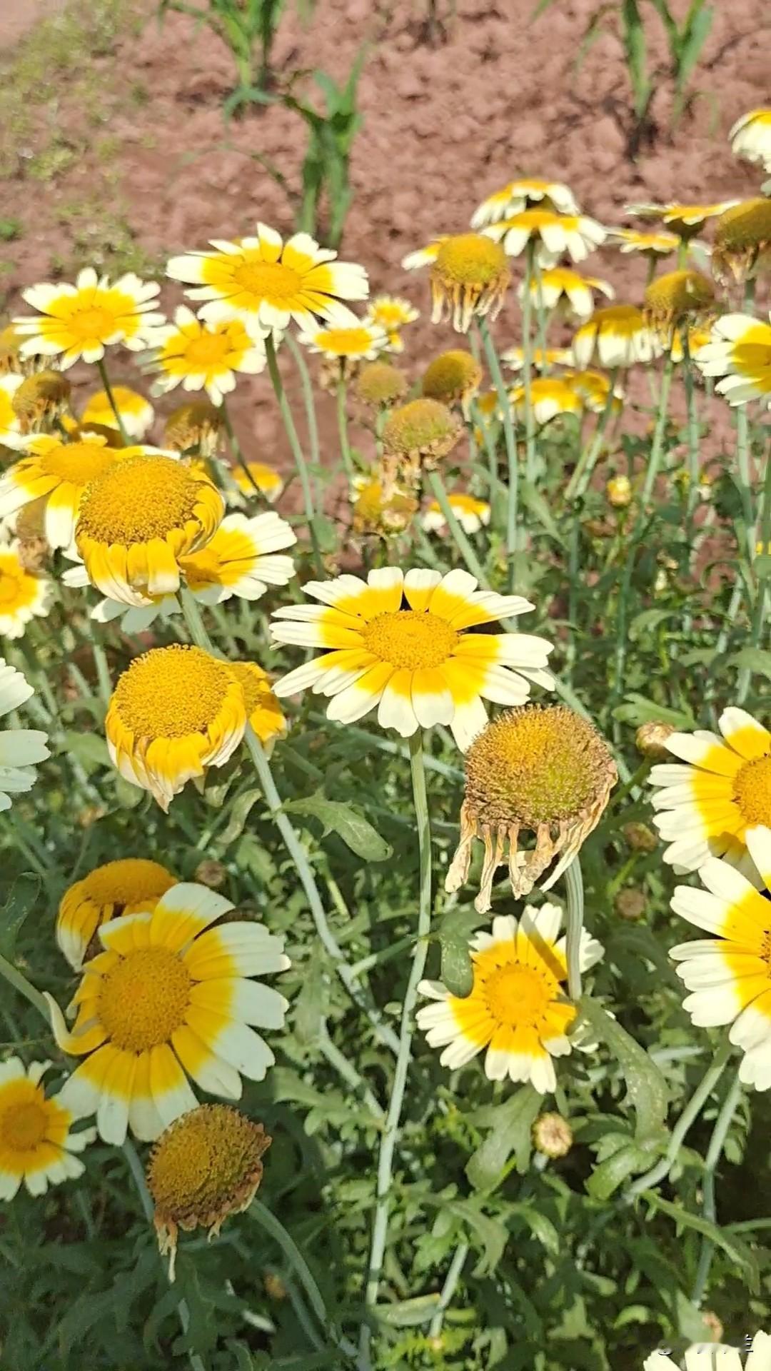 不就一个称呼而已，何必较真！朋友因一小朋友叫了她“婆婆”，她竟哭了。我们五十