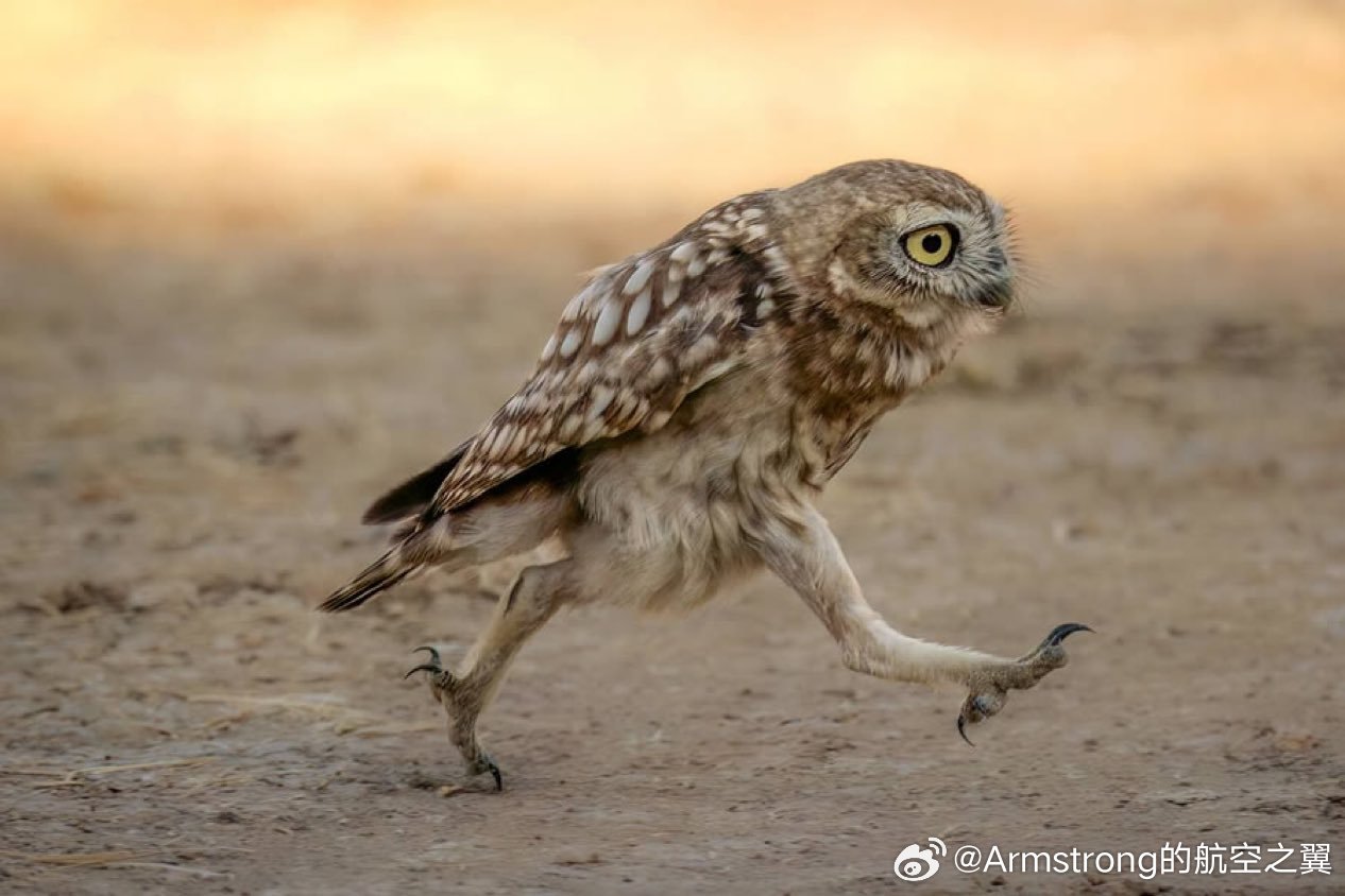 猫头鹰的大长腿