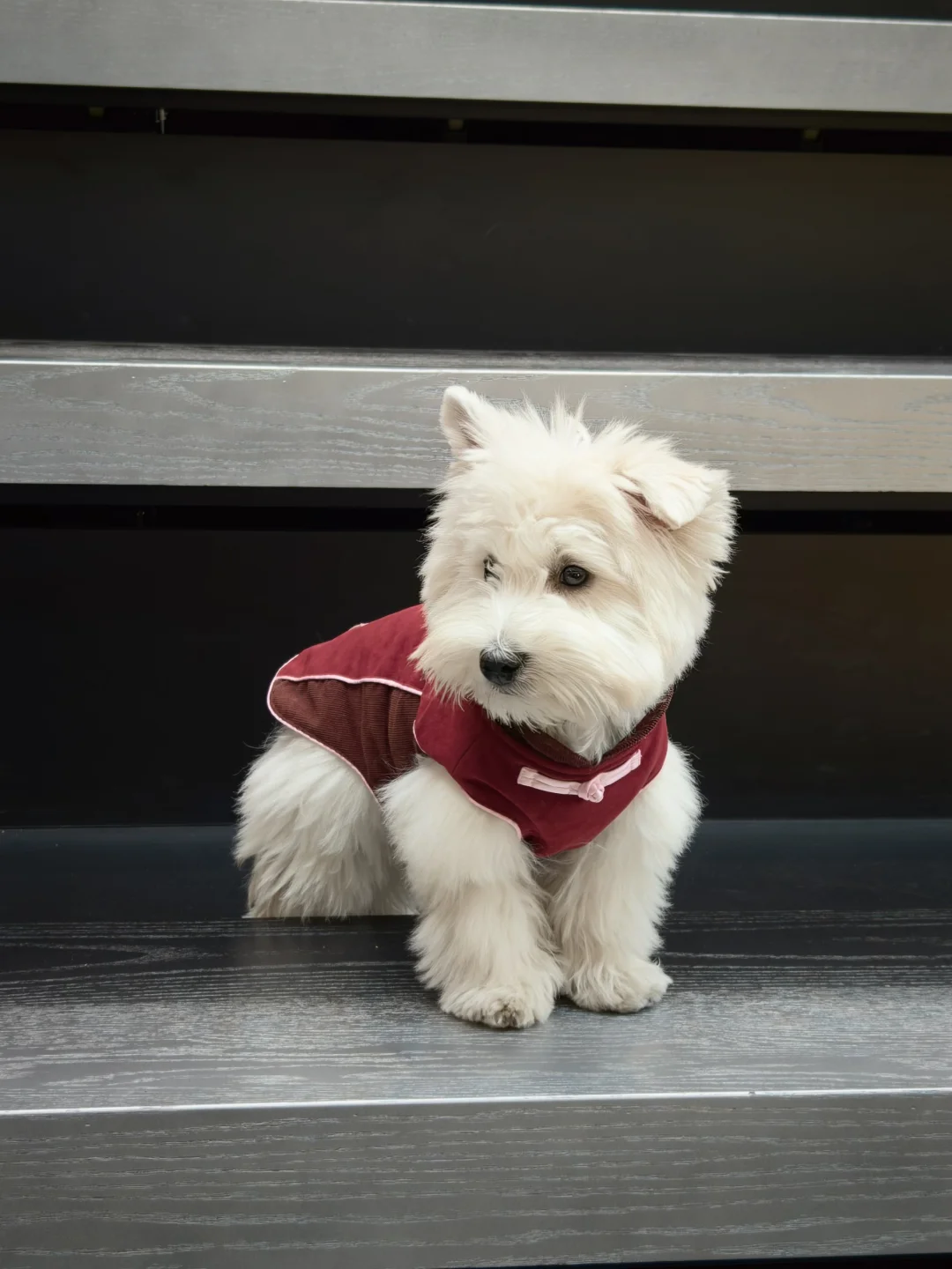 是属于小狗的新中式！