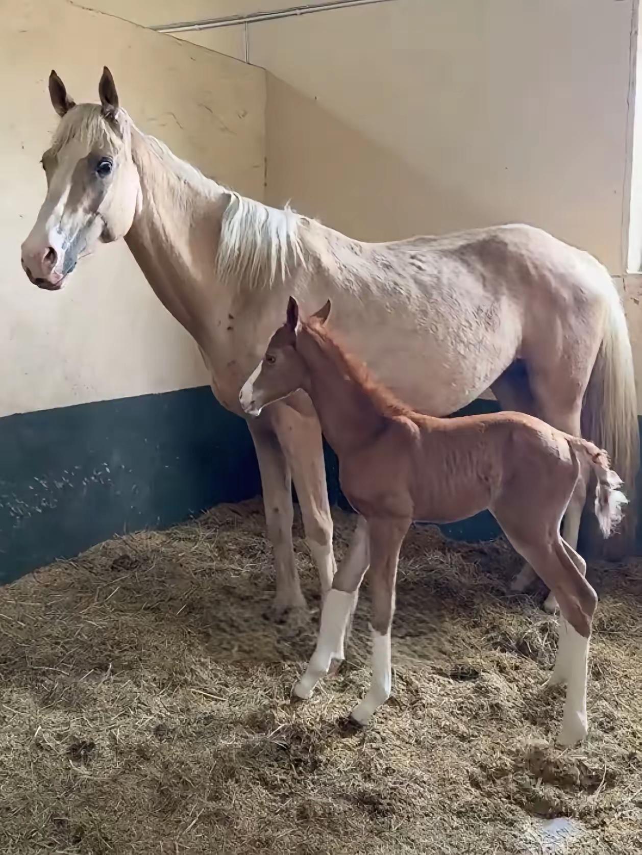 苏州最近出了件稀奇事，一匹刚出生三天的小马驹，凭“长相”火遍了全网。​这小家伙不