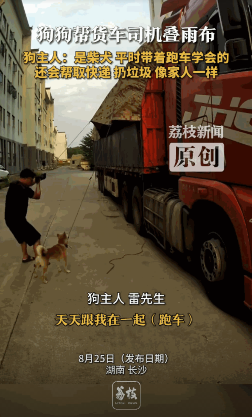 “真成精了！”湖南长沙，一男子平时带着狗狗跑大车，由于每天装卸车的时候都要叠雨布