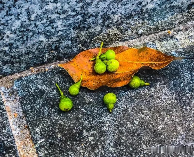 一家七个儿子也能断香火我们这里本家有一支脉,原来七兄弟。出生时间从五零后