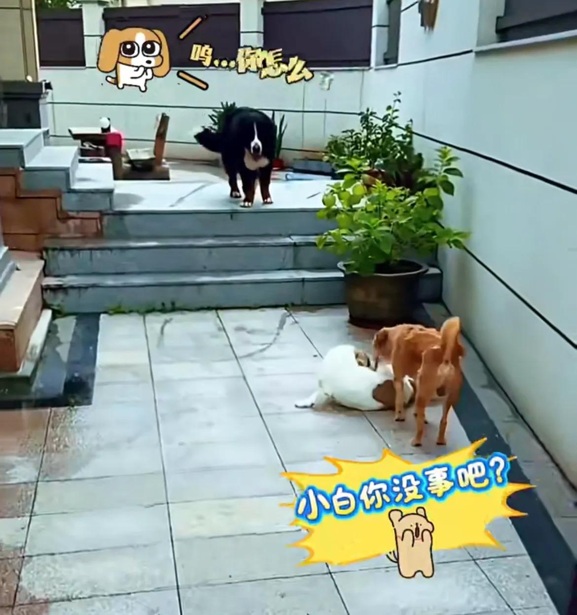 山东烟台，身价五万的伯恩山犬啾啾闯祸了，在玩闹的时候，不小心踩了白17一脚，几只