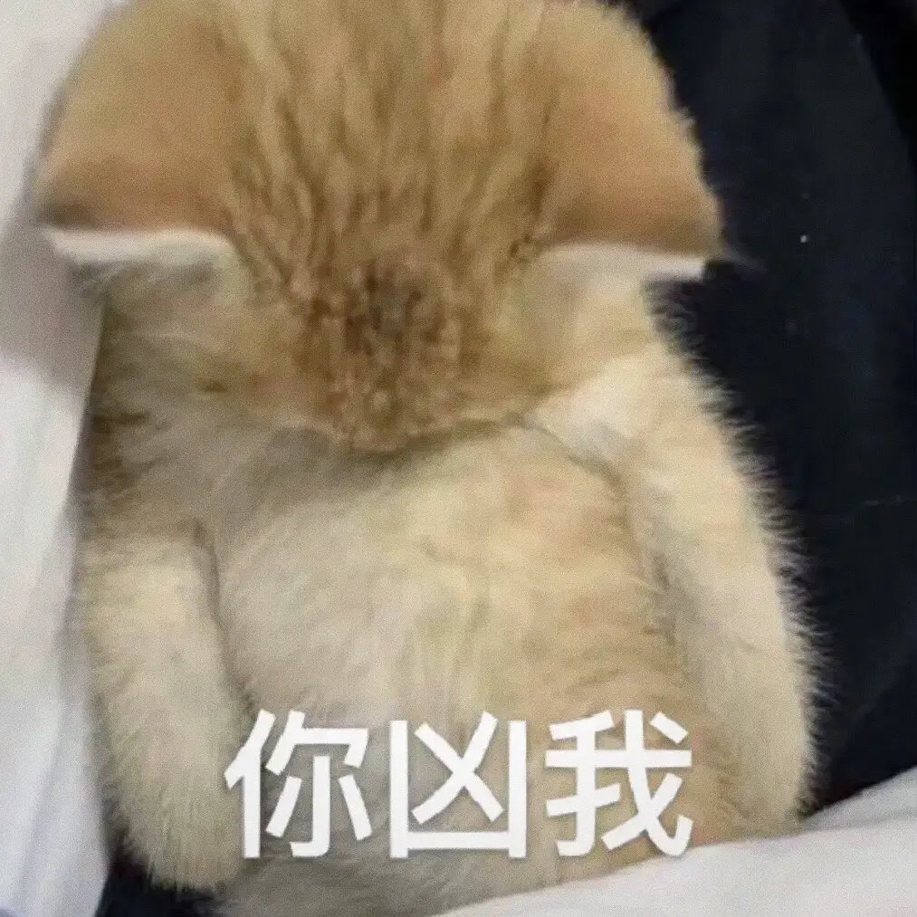 表情包救命！这些猫咪表情包也太会演了吧～委屈巴巴的小眼神、假装生气的软乎乎样