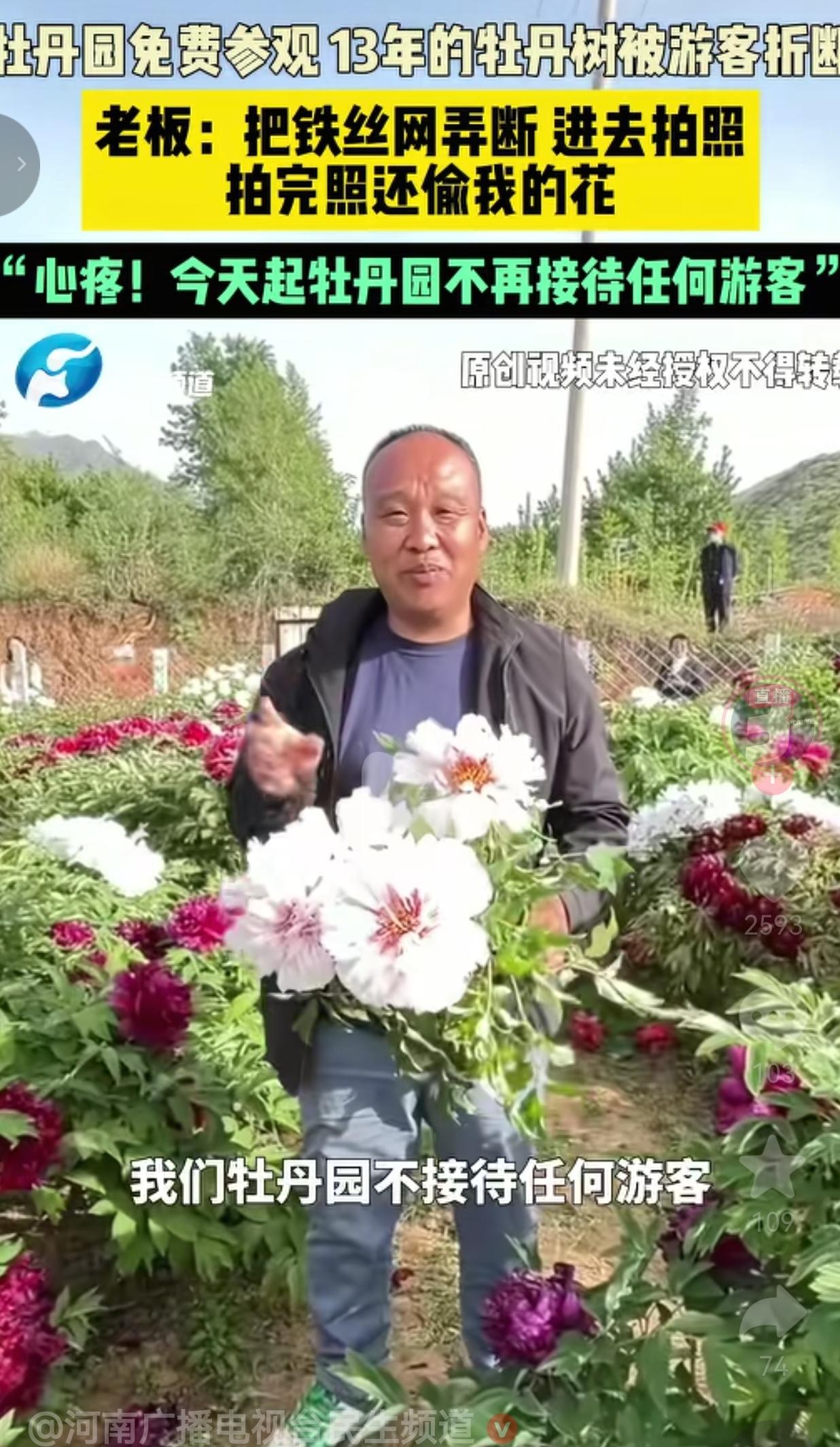 山西牡丹园免费开放遭恶意破坏，13年心血被踩断，老板含泪宣布闭园。山西这片