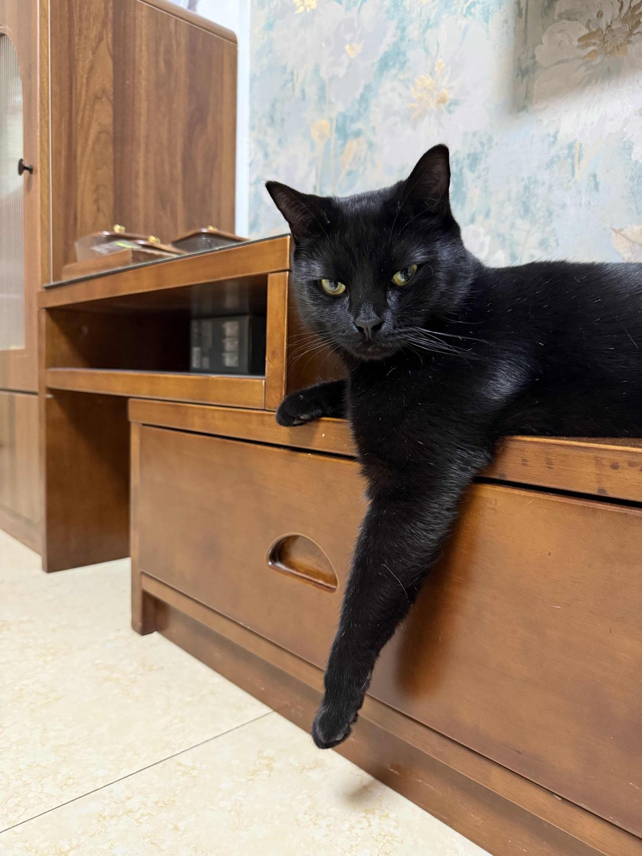 分享一张猫咪照片