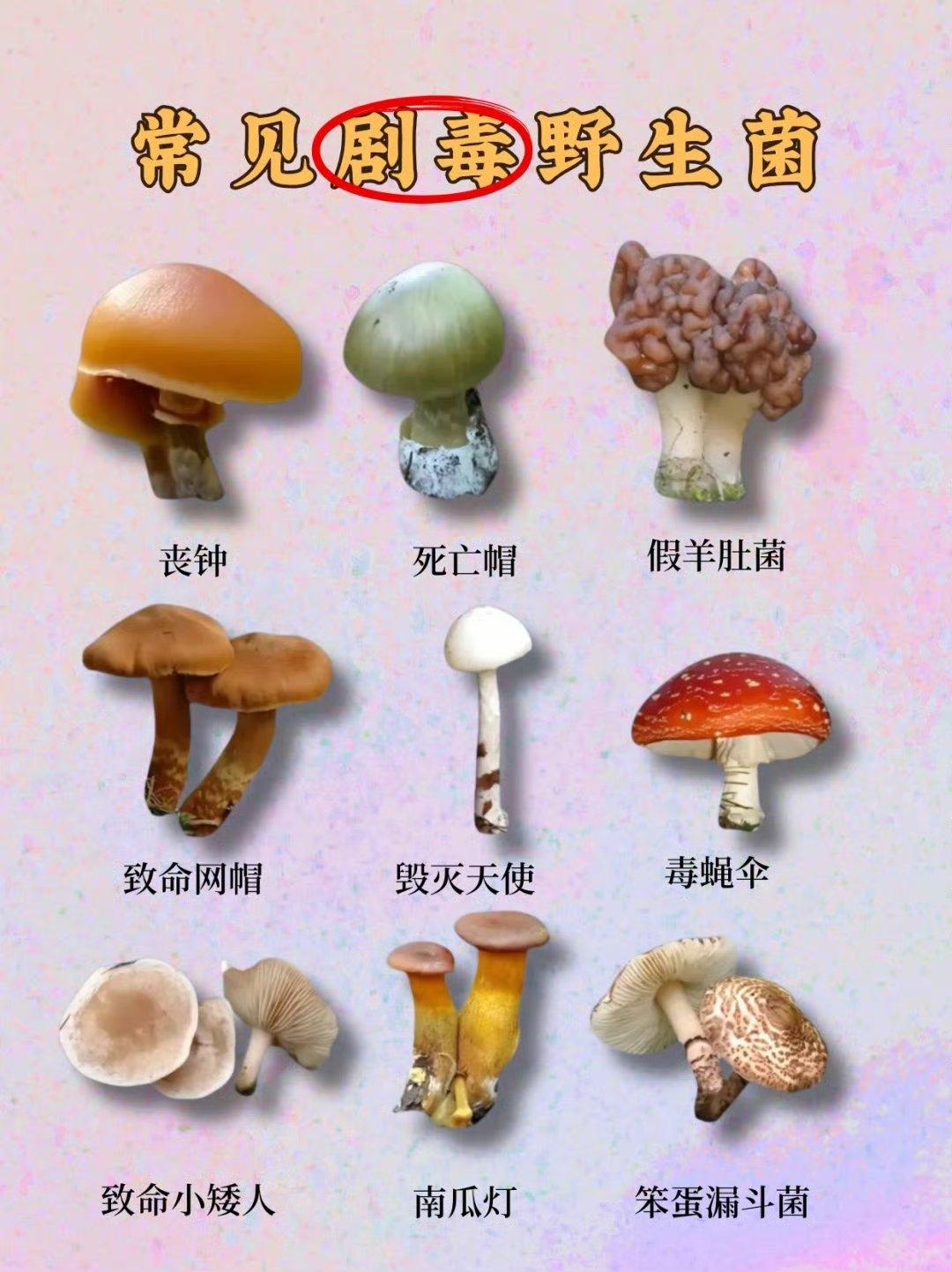 一家四口吃自采野生菌，5岁娃没抢救过来。贵州遵义这家人上山摘了鹅膏菌，煮来吃完全