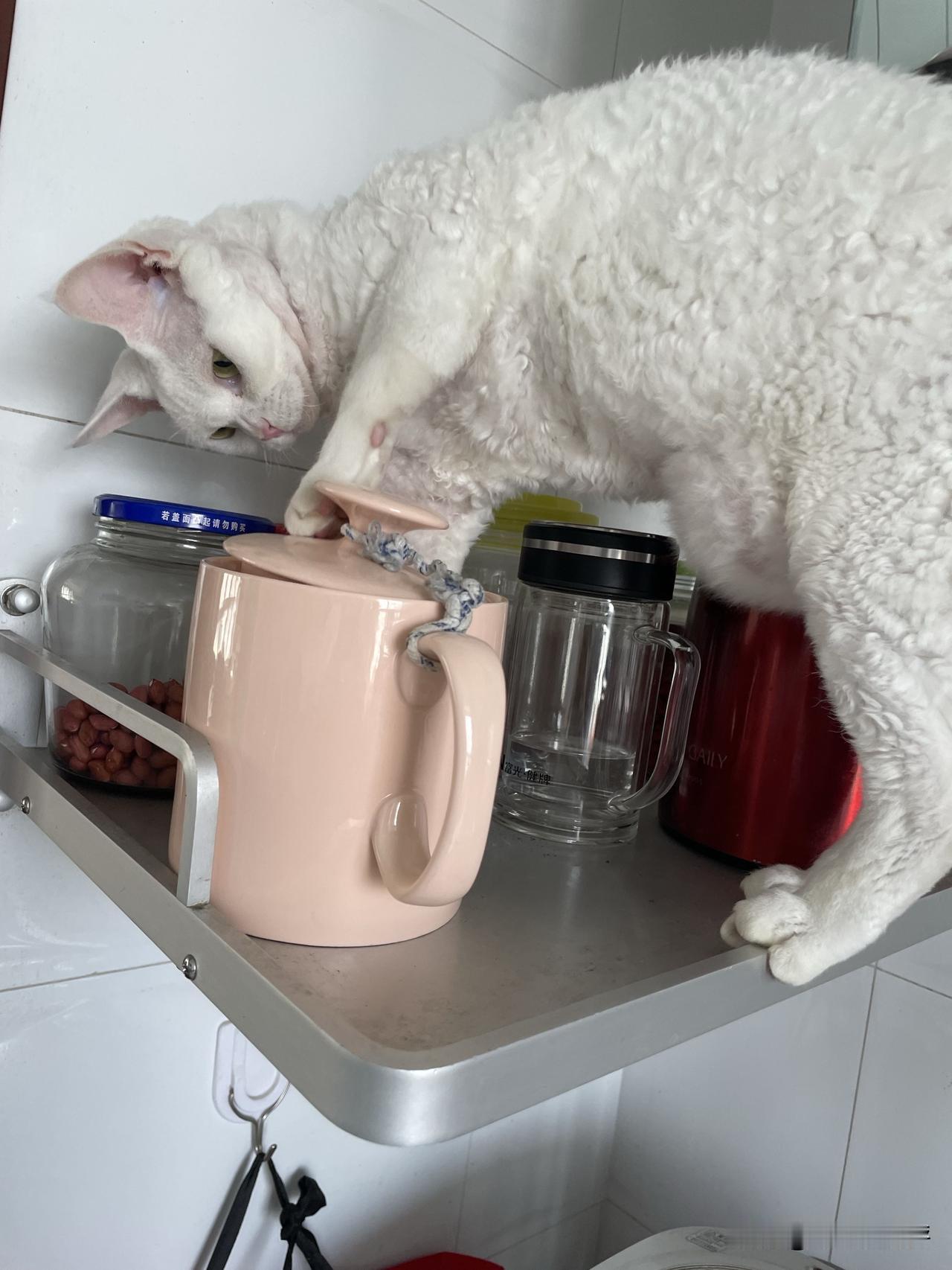 我家小猫咪，今天是一只捣蛋猫，我在整理东西，它可比我还忙啊，跳上跳下，忙得不行。