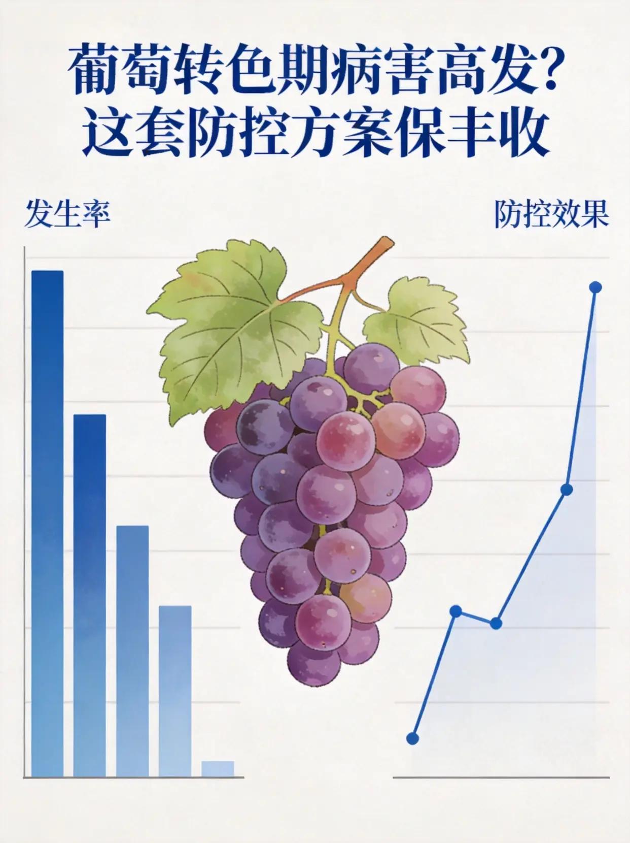 葡萄转色期病害高发？这套防控方案保丰收。葡萄种植转色期