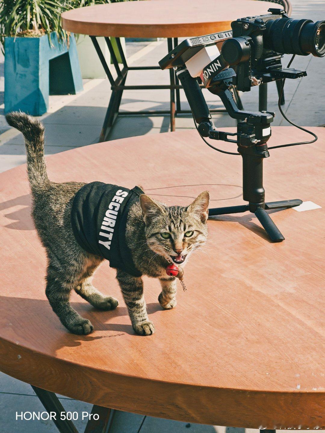 荣耀500Pro不止是拍人好看，拍猫咪也是一绝哦出门拍摄偶遇一只小猫咪，这猫咪超