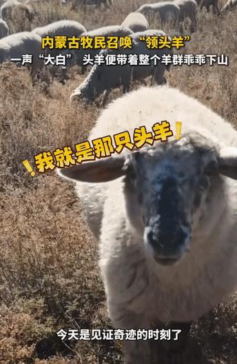“上新华社了！”内蒙古，一位牧民闲来无事，就驯了一只头羊起名叫大白，这天到了傍晚