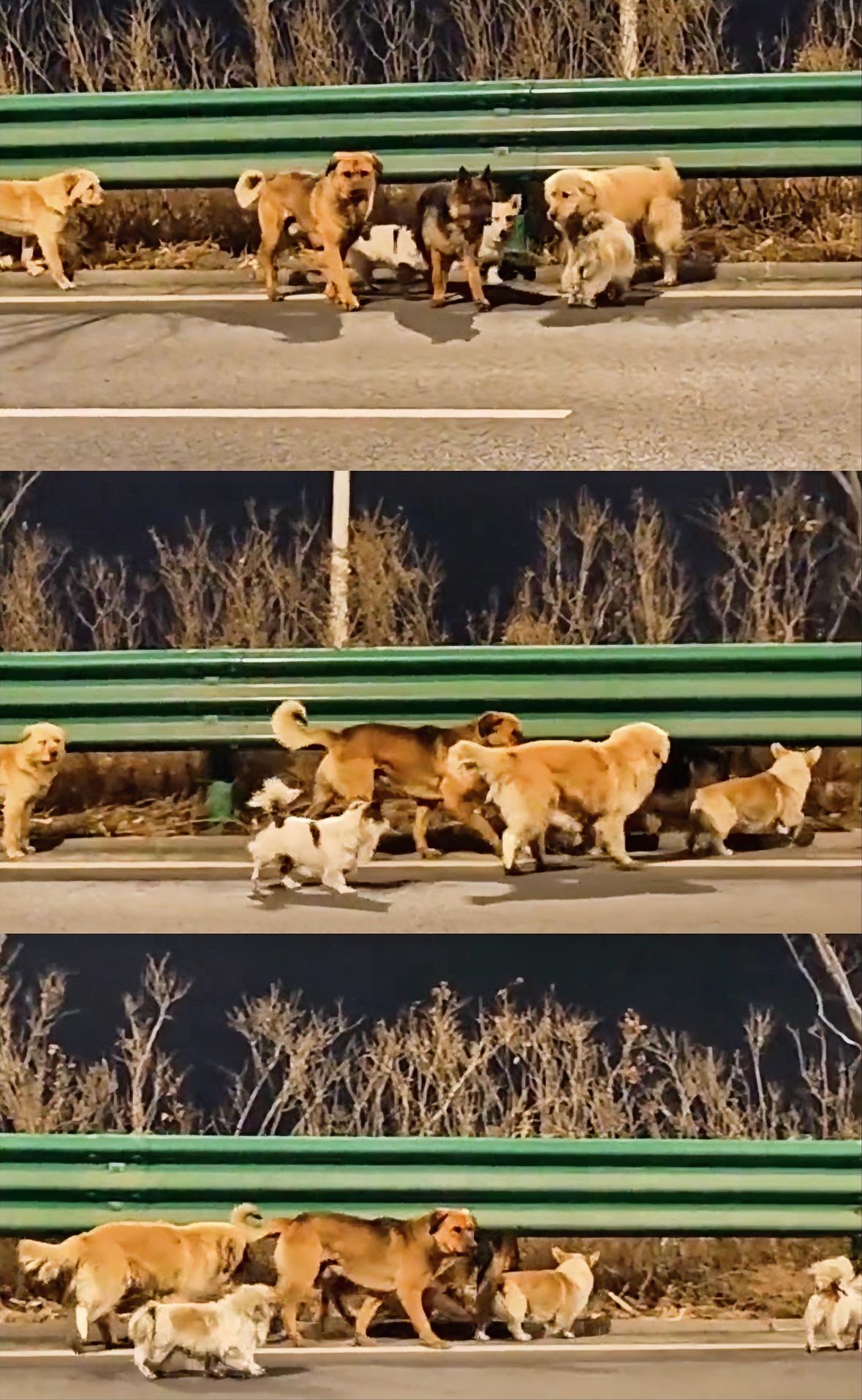 长春七只狗回家后续，五只狗已回到家中，其中三狗来自同一家，另外两只狗待认领。