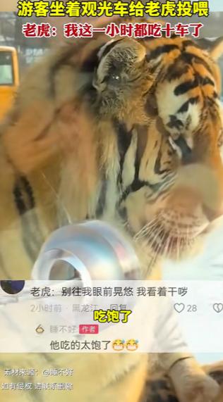 “笑不活了！”黑龙江，女子去东北虎林园打卡，特意买了牛肉去投喂老虎，本以为会被疯
