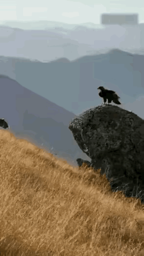 豹子如果不松手，还有一线生机。