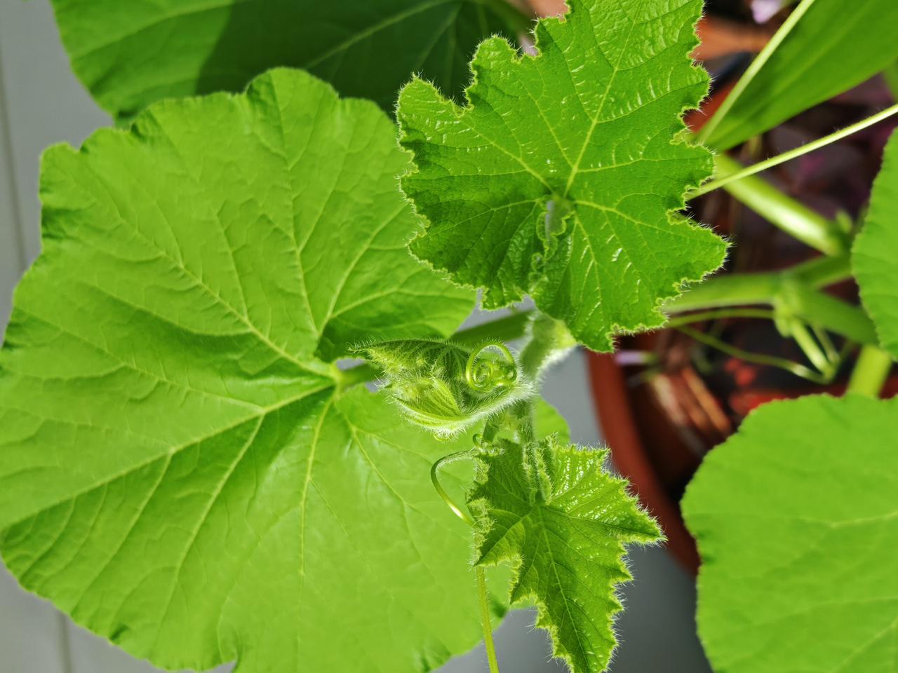 与痛风斗争的历程173新的一周如期而至，晨起时周身关节清爽安稳，没有