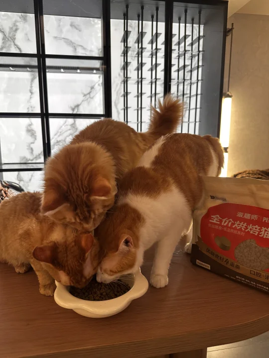 挖到宝！抢着吃的猫粮
