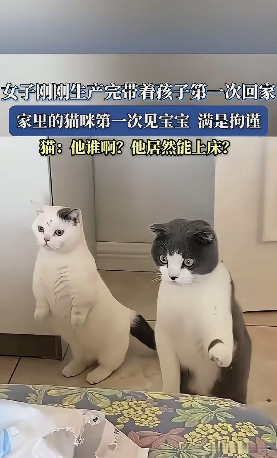 好奇和不解都写在了脸上，这俩猫咪的表情动作太可爱了[大笑]