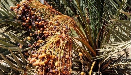 埃及在沙漠种植椰枣，改善了恶劣环境，甚至靠出口赚取了30亿，反观我国，2019年