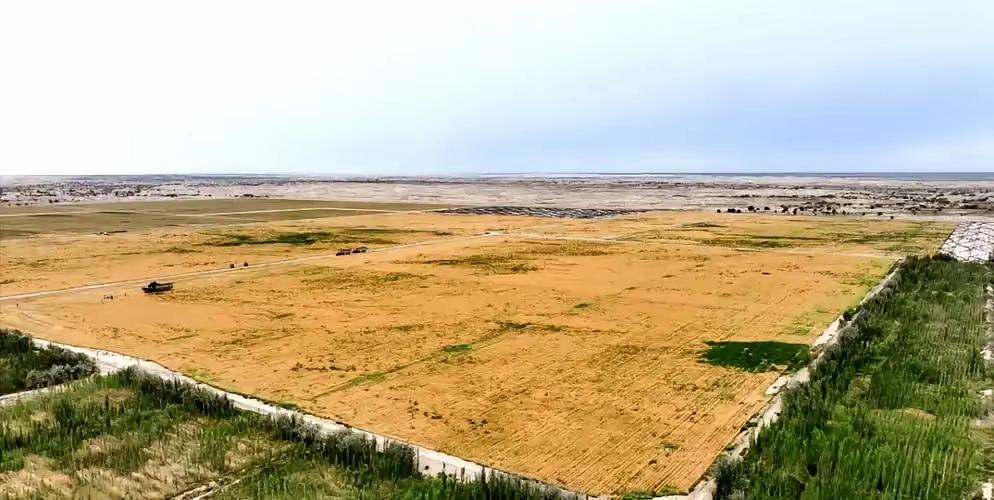 万万没想到，中国工程闹了个大“乌龙”，原本以为在沙漠种小麦产量会很低，不料一亩地