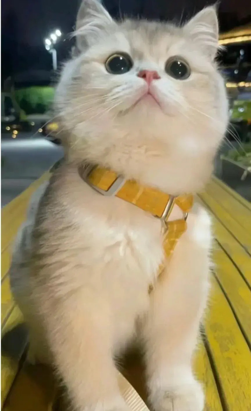 颜值太高了吧，爱了