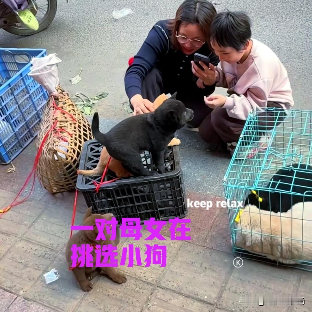 乡下的狗市上，一对母女正蹲在地上挑选小狗。笼子上有一只小黄狗，和一只小黑狗，地上