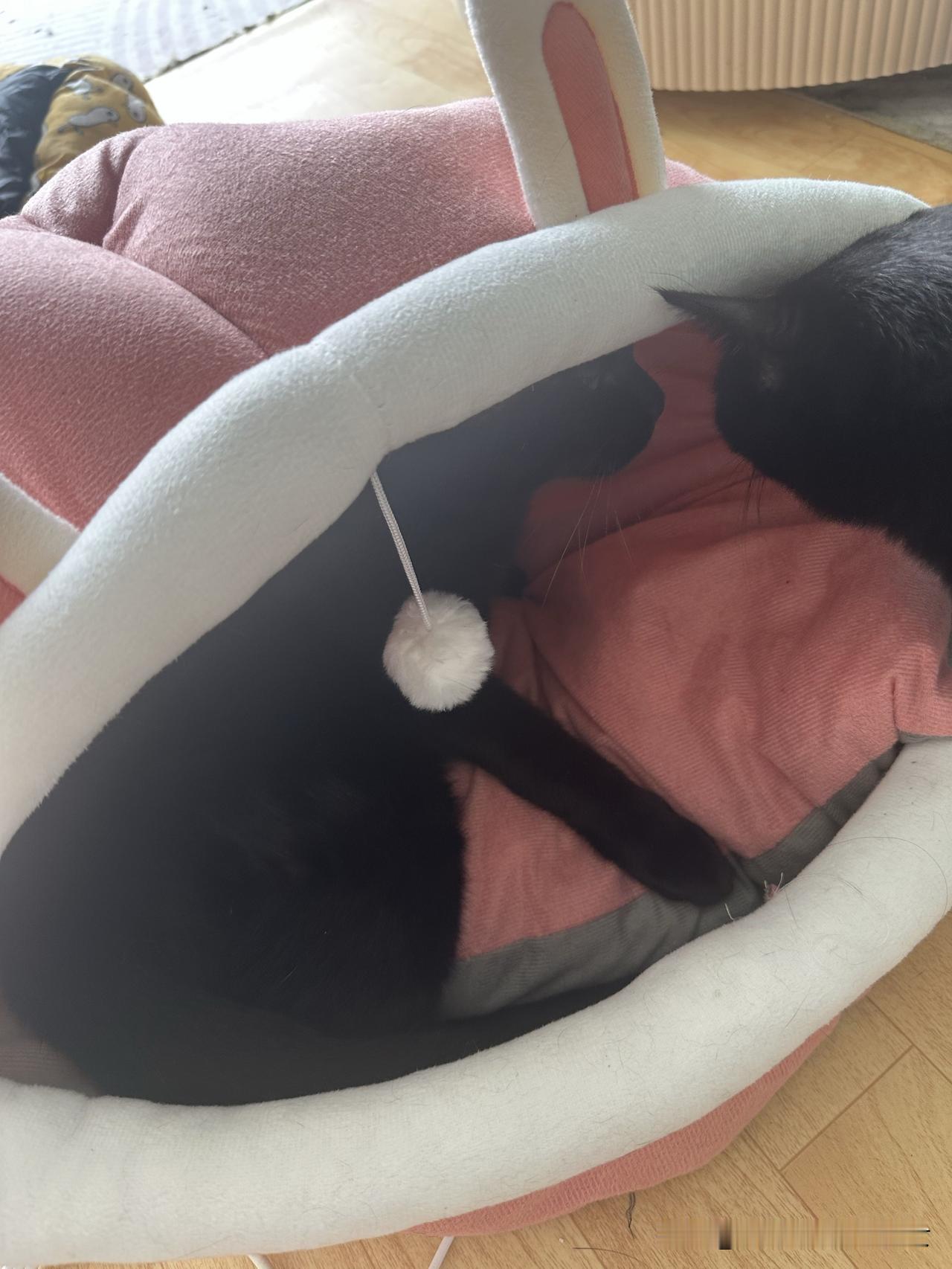 晒晒你家猫咪蹭人的日常照争地盘的猫和四仰八叉的小流浪