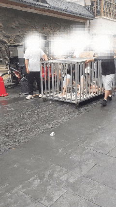 6月25日，湖南岳阳，几名男子推着一个不锈钢笼子沿街缓慢前行，笼子里关着两名戴口