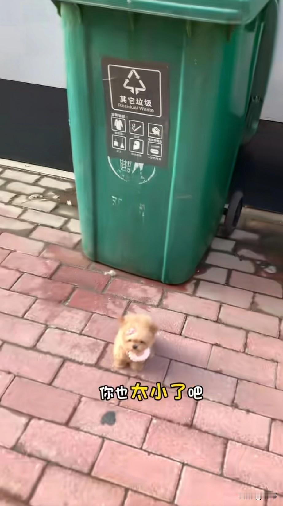 怎么会有人遗弃这么可爱的小狗狗呢？会不会搞错了，这天一位小姐姐去逛街，结果在路边