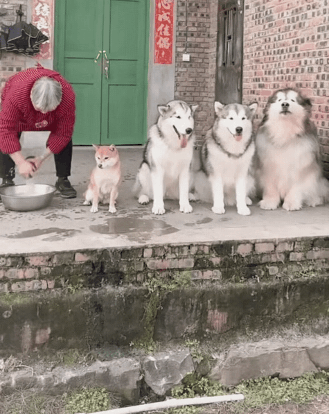 笑不活了！一男子发现奶奶养的四只狗子，每天早上都会排着整整齐齐的队，等着奶奶给洗