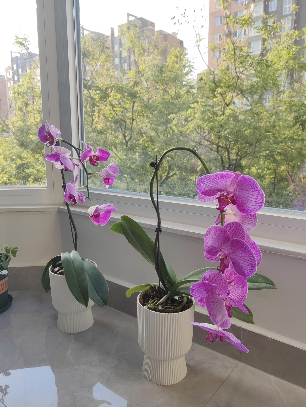 人到中年，老公养他的鱼，我养我的花。反正谁也别管谁，主打一个互不干涉。前几天