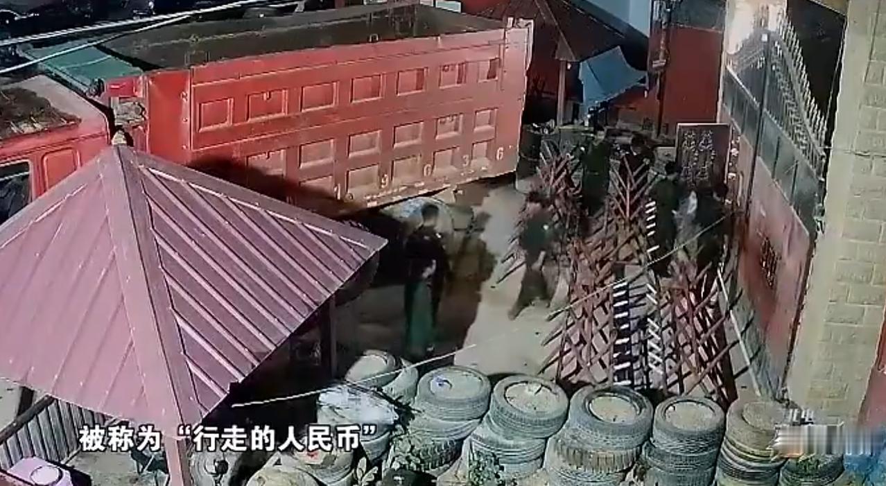 狼天生就是要吃肉的？这种歪念头，必须坚决打压！10月5日到7日，央视播出纪录