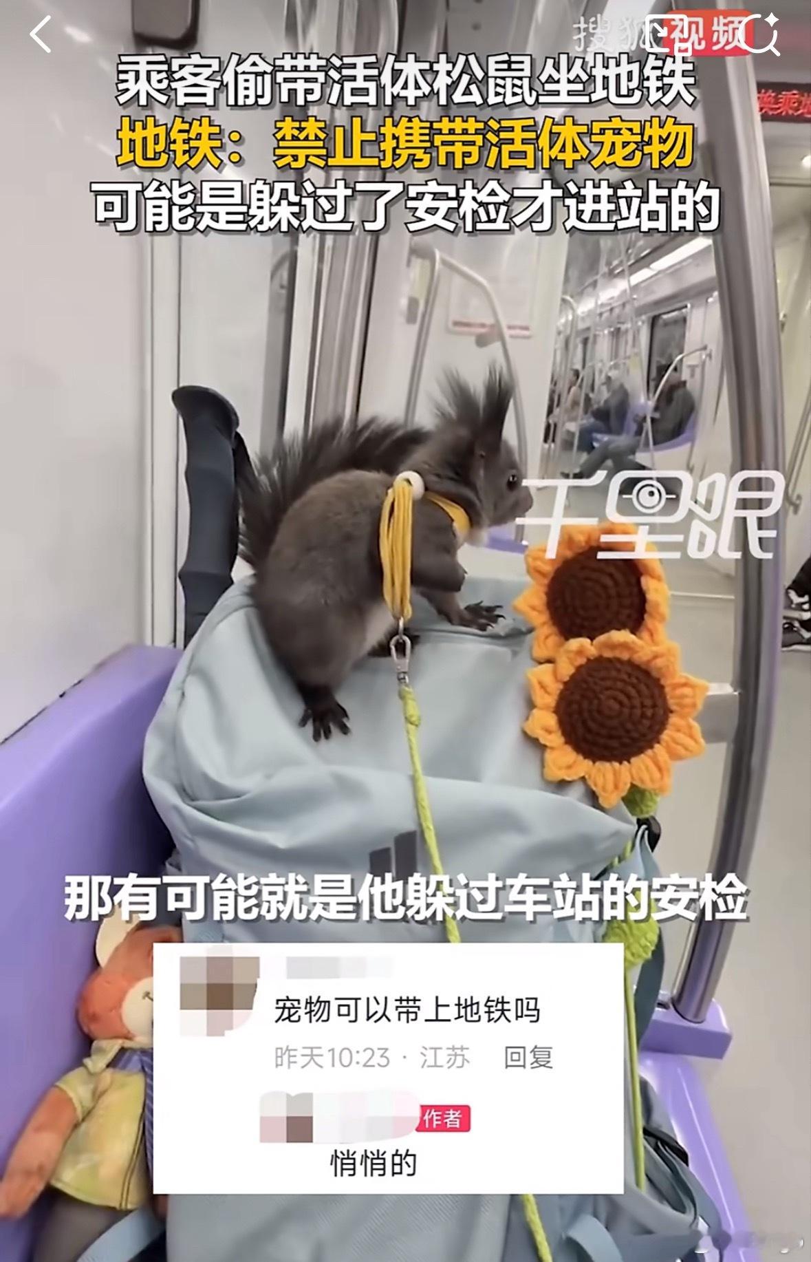 “宠物可以上地铁吗？”“偷偷的”这又是哪来的攻略？