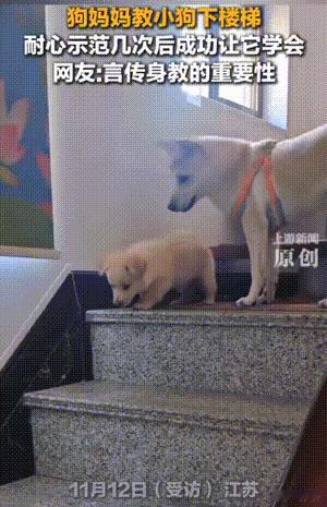 万物皆有灵性！江苏，小狗是第一次下楼梯有点害怕不敢走，狗妈妈直接耐心示范十多次教