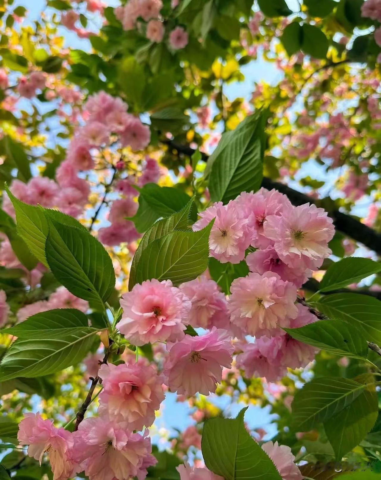 这个70岁老人的养老办法值得所有人学习。[赞]花钱顾邻居照顾。雇保姆吧不知根