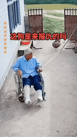 爷爷的轮椅刚在院中放稳，石膏裹着的双腿还泛着酸胀，就见大黄狗叼着个圆滚滚的东西，