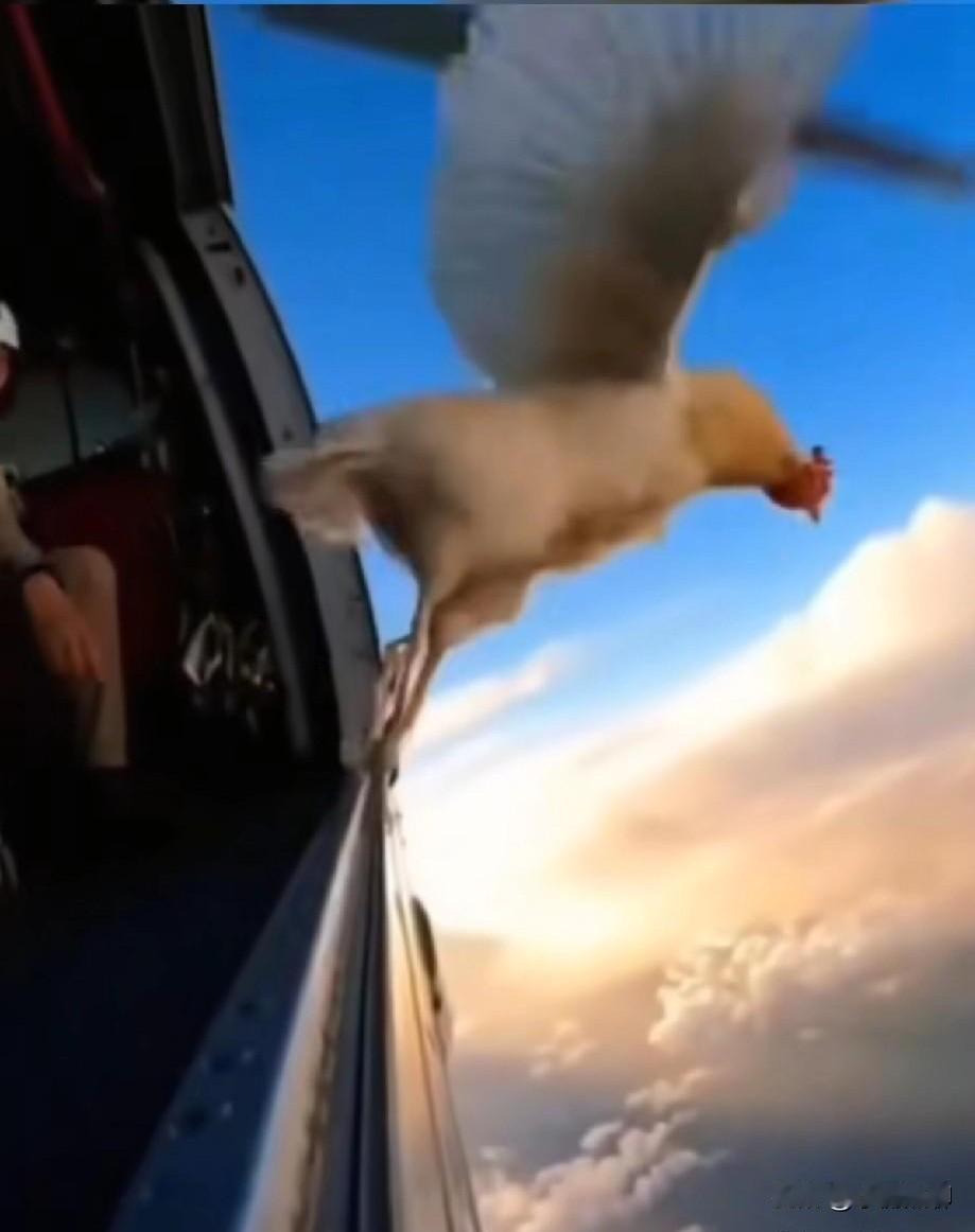 还得是老外的脑洞大！国外有个跳伞爱好者，突发奇想想看看自家的老母鸡在高空是怎么