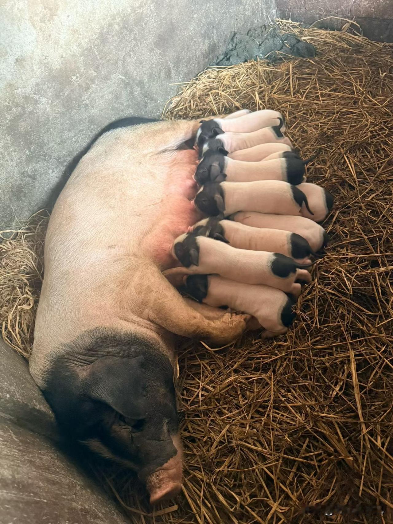 母猪产仔14只[赞]有奶就是娘