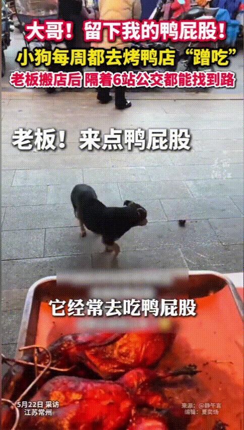 “万物皆有灵！”江苏常州，一小狗经常去烤鸭店蹭吃鸭屁股，但自从去年老板搬店了之后